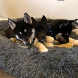 Siberian Husky Puppies from High caliber Siberian Husky