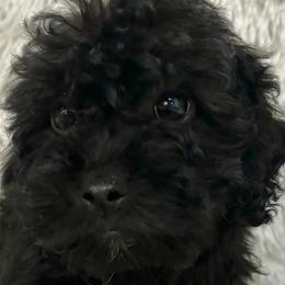 Girl 2 - Black Australian Labradoodle puppy in Peoria, Arizona from Kalolabradoodles