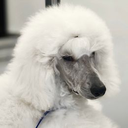 Chinese Crested and Poodle Puppies from Sommer Standards & Chinese Cresteds