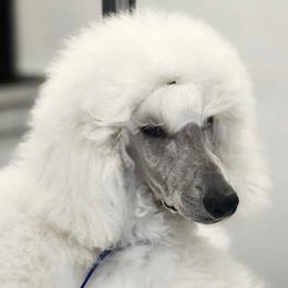 Chinese Crested and Poodle Puppies from Sommer Standards & Chinese Cresteds