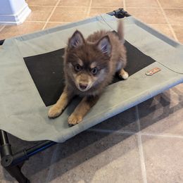 Pomsky Puppies from Tony Hwang