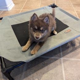 Pomsky Puppies from Tony Hwang