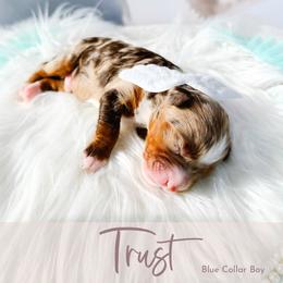 Trust - Chocolate merle male Bernedoodle puppy in Mahomet, Illinois from Jordan Family Doodles