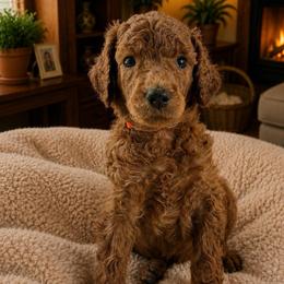 Diesel - Red  male Poodle puppy in Mount Vernon, Illinois from AMC Poodles