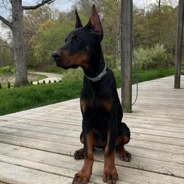 Greta - Black and rust female Doberman Pinscher puppy in Bruce Township, Michigan from Eminent Dobermans