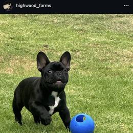 French Bulldog Puppies from Peche Mignon French Bulldogs