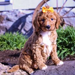Ava - Red  female Goldendoodle puppy in Ormond Beach, Florida from Florida Coast Doodles