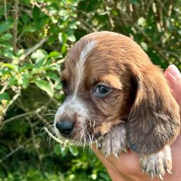 Male 7 - Mahogany and white male Basset Hound puppy in Lindley, New York from Hill Top Basset Hounds & Cane Corso