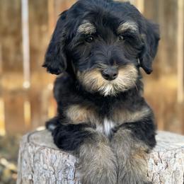 Colorado Green - Phantom male Goldendoodle puppy in Twin Falls, Idaho from Magic Valley Family Doodles