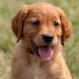 Golden Retriever Puppies from Stormy Hill Golden Retrievers