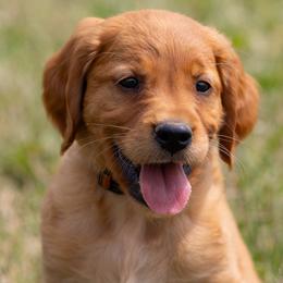 Golden Retriever Puppies from Stormy Hill Golden Retrievers