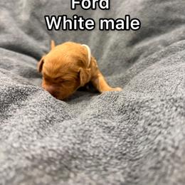White - Golden male Golden Retriever puppy in Salt Lake City, Utah from Soaring golden retrievers