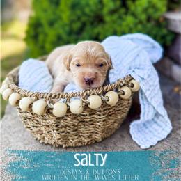 Salty - Apricot male Goldendoodle puppy in Soddy Daisy, Tennessee from The W Doods
