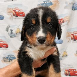 Filmore - Black rust and white male Bernese Mountain Dog puppy in Box Elder, South Dakota from Pleasant Lake Bernedoodles & BMDs