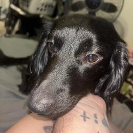 Jack - Dachshund