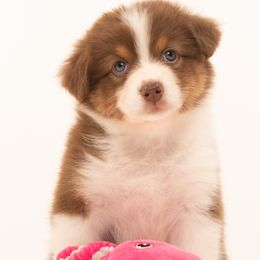 Girl 3 - female Australian Shepherd puppy in Mattawan, Michigan from EarlyUp Australian Shepherds