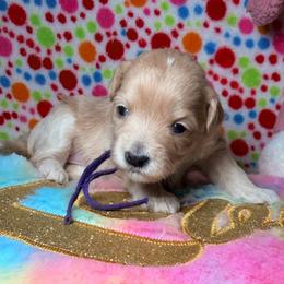 Purple - Champagne female Maltipoo puppy in Clarksville, Tennessee from Bee Mine Maltipoos and Pomeranians