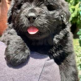 Newfoundland Puppies from Black Lions Newfoundlands