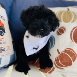 Goldendoodle Puppies from Thompson Creek Doodles