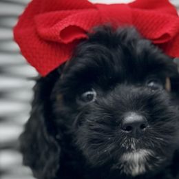 Cockapoos, Poodles, Yorkipoos, and Yorkshire Terriers from Top Notch Pupz