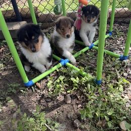 Roux - Black white and tan male Collie puppy in Carencro, Louisiana from Cajun Bayou's Collies LLC
