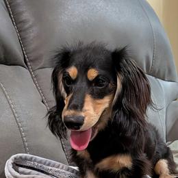 Kappi - Dachshund
