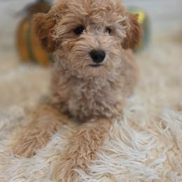 Rhett - Apricot male Cavapoo puppy in Gunnison, Utah from Curls and Camo Pups