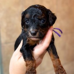 Bonfire - Black and white female Sheepadoodle puppy in Wharton, Texas from Little Fur Friends