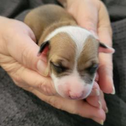 Girl 3 - White and red female Italian Greyhound puppy in Monticello, Florida from Lebeck Acres