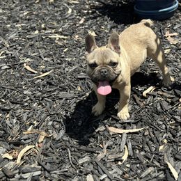 French Bulldog Puppies from Tribe of Judah Kennel