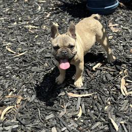 French Bulldog Puppies from Tribe of Judah Kennel
