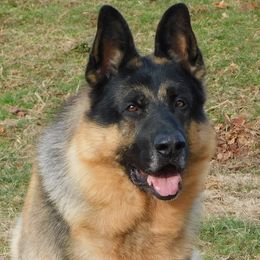 German Shepherds from EZ Brook German Shepherds