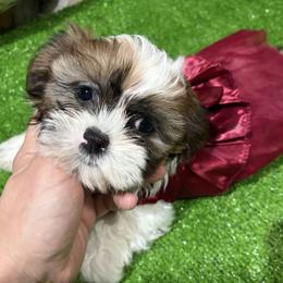 Iris - Black gold and white female Shih Tzu puppy in Bourne, Massachusetts from Shih Tzu Pups