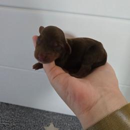 Pluto - Chocolate and tan male Dachshund puppy in Flora, Indiana from Delightful Doxies