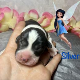 Silvermist - Black and white female American Corgi puppy in Valley, Washington from Corgis of the Mountain Valley