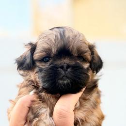 Majestys Shih Tzus Sable - Red and tan male Shih Tzu puppy in Douglas, Massachusetts from Majesty’s Shih Tzus