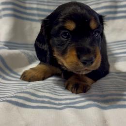 LH black n tan - Black and tan male Dachshund puppy in Lubbock, Texas from It’s a Hot Mess