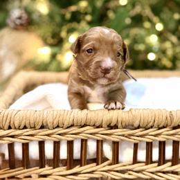 Purple - Caramel red female Australian Labradoodle puppy in Auburn, Washington from West Valley Labradoodles