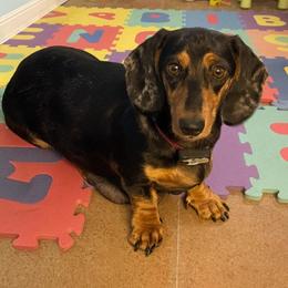 Angel - Dachshund