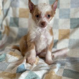 Cupcake - Apricot female Chinese Crested puppy in Aberdeen, Idaho from Willow Creek Cresteds