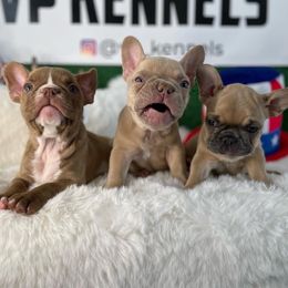 French Bulldogs from VP Kennels