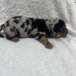 Dachshund, Shih Tzu, and Yorkshire Terrier Puppies from Happy Hounds and More🐾