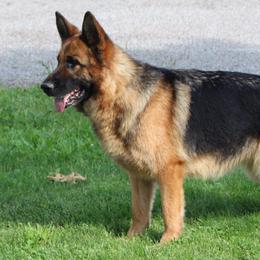 Farina - German Shepherd