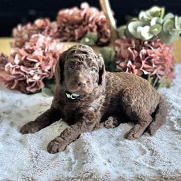 Brownie- Teal Collar - Chocolate female Goldendoodle puppy in Bay City, Texas from Charming Doods Goldendoodles