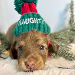 Ralphie - Chocolate and cream male Dachshund puppy in Perris, California from The Dach House