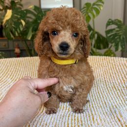 Girl 1 - Red  female Poodle puppy in Monetta, South Carolina from Moonrise Poodles