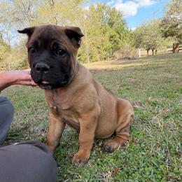 Light green - Fawn male Cane Corso puppy in Opelousas, Louisiana from Azelees Cane Corso