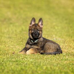 German Shepherd Puppies from Sommerfeld German Shepherds