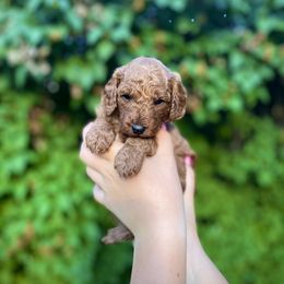 Goldendoodle Puppies from Idaho Sugar Doodle Pups