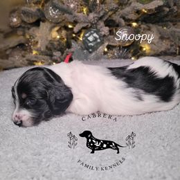 Snoopy - Piebald male Dachshund puppy in Modesto, California from Cabrera Family Kennels
